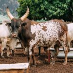 Bull Case for Meta