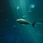 deep sea fish