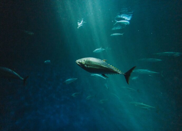 deep sea fish