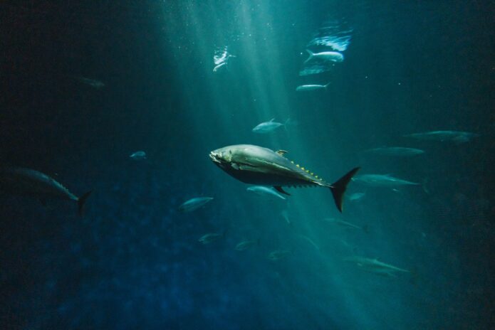 deep sea fish