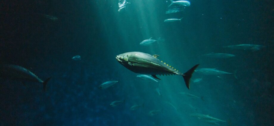 deep sea fish