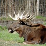 ghost moose footage