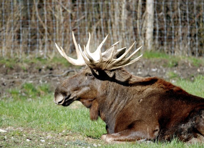 ghost moose footage