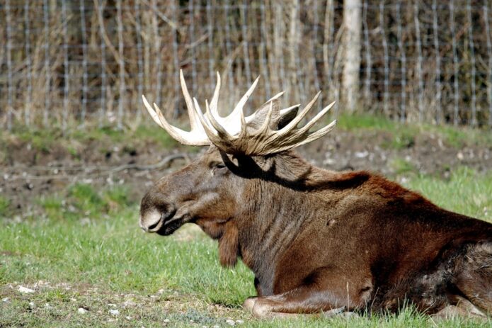 ghost moose footage
