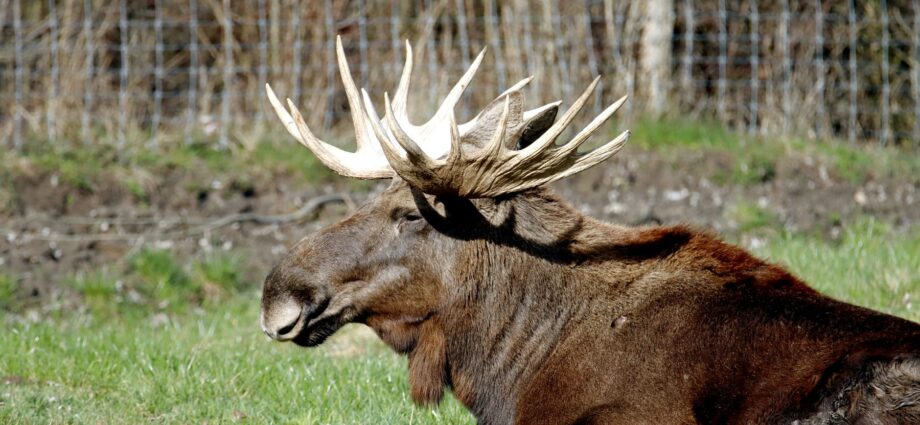 ghost moose footage